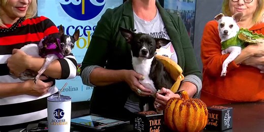 Small But Mighty works to save petite pups