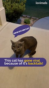 "oh no oh no" 😂😂😂 | Lovimals