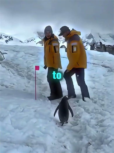 This Penguin Waited Patiently For Them To Move!🥹🩷
