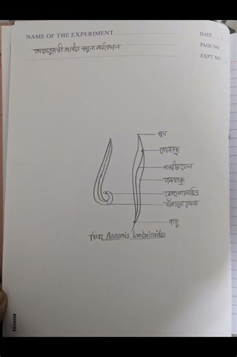 Ascaris lumbricoides practical #1k #viral #views #song #video #practical #biology #viralvideo #1m #7