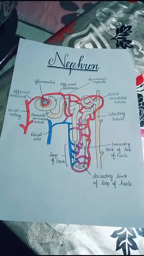 Exploring Medical Physiology Diagrams: A Visual Guide to Biology