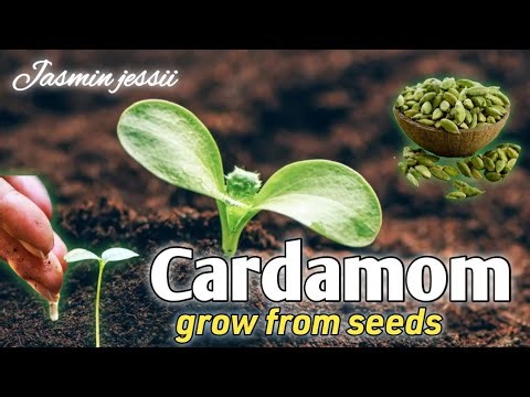 how to grow cardamom plant from seeds at home