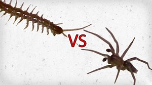 Centipede vs Spider