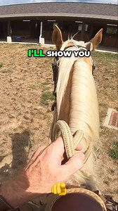 Master the art of horse riding with our expert tips on rein and leg coordination! Discover essential techniques to communicate effectively with your horse, ensuring a flawless riding experience. Perfect for beginners and seasoned riders alike, this video is your gateway to improving your equestrian skills. #HorseRiding #EquestrianTips #ReinCoordination #LegCues #HorseTraining #RidingSkills #EquestrianLife #RidingTechniques #HorseLovers #BeginnerRiders | Ed's Walking Horses