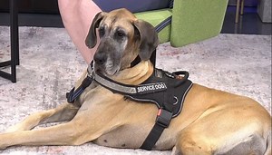 Service dog etiquette everyone should know for Invisible Disabilities Week