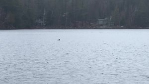 4.1K views · 561 reactions | Loon sighting at the Long Lake NY Town Beach today. Welcome back! | Long Lake | Facebook
