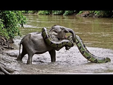 Python Wraps Around Elephant’s Neck! 😨 A Fight for Life!
