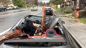 38K views · 264 reactions | A wild weather day in Kern County. A tree at the corner of North Laurelglen and Gosford came crashing down on a BMW early this morning. No one was hurt, but two cars had major damage. Forecaster Kevin Charette talked to a witness where the tree came down. | KGET - TV 17 Bakersfield | Facebook