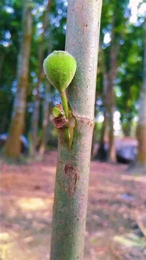 Best grafting technique for fruit plants #grafting #fruit #asmr #shorts