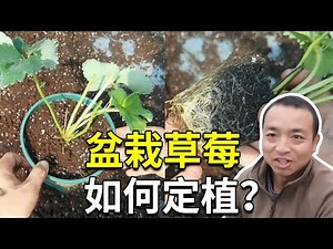 手把手教你定植草莓，注意1个要点，草莓苗才不会烂根【手艺人飞羽】