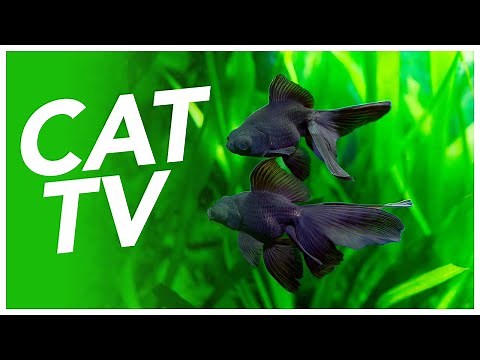 Cat TV - Underwater Swimming Experience for Cats! Coral Reef and Exotic Fish Video! 🐠