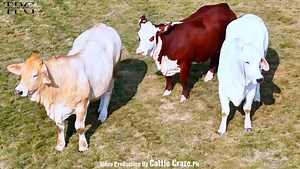 2.4K views · 115 reactions | *——THREEE IS THE TREND NOW——* * - *Braford • Brahman • Charbray* TPG one of the Best heifers Selected by “Surti Cattle Farm” for future growth.  ————————————————————— *The Power Genetics x Surti Cattle Farm* | Karachi Cow Mandi Services | Facebook