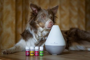 Essential Oils for Pets: Which to Use and Which to Avoid