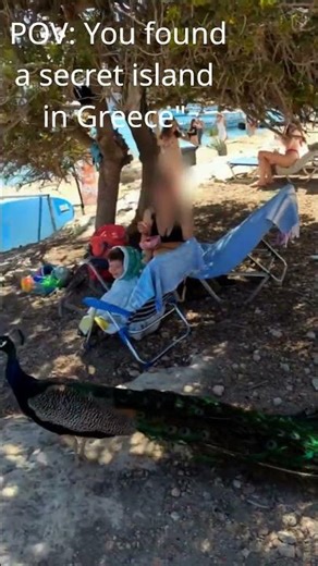 Peacocks & Deer on a Deserted Island! 🦚 🦌 Moni, Aegina #Shorts
