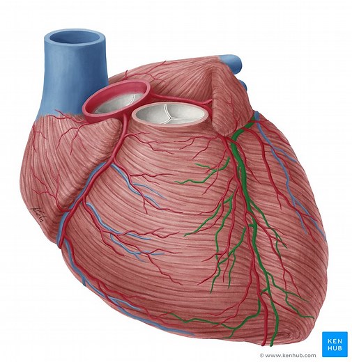 Great cardiac vein