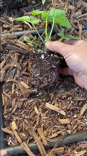 STRAWBERRY Planting Tips