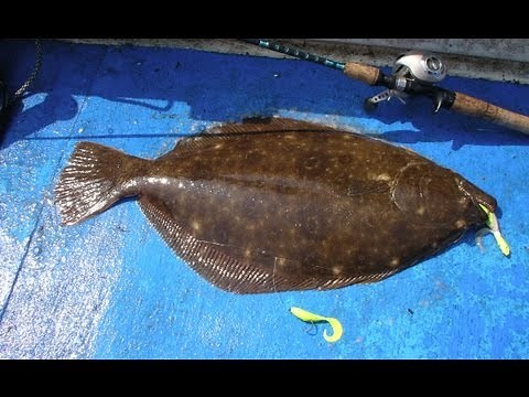 How to Catch Flounder with Gulp - Part 1