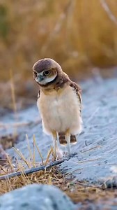 The burrowing owl chicks turn their heads and look curiously. #fbreelsvideo #reelsviral #reelsinstagram #birdwatching | Rini Rini