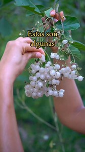 ¿Cuál conoces? Frutas exóticas y tropicales #frutas #frutastropicales #frutasexoticas #naturaleza #natural #viral | onlyplants