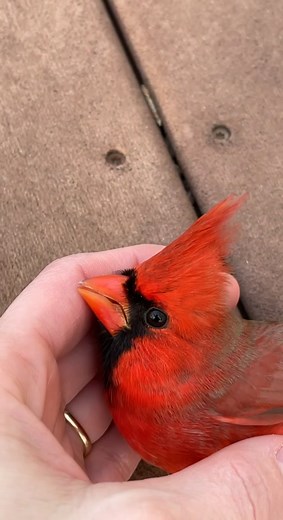 Cardinal Hits Window: What It Means for You