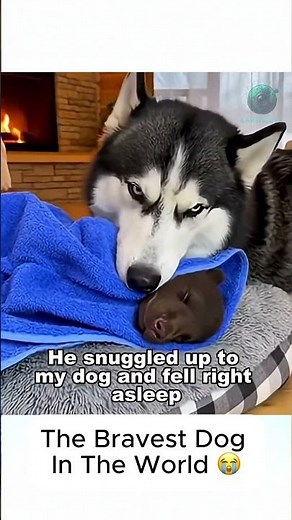 Husky Rushes Into a Wolf Attack to Save a Grizzly Cub