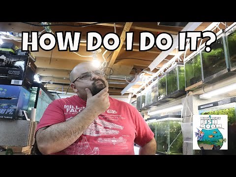 BREEDING PLECOS THE EASY WAY!