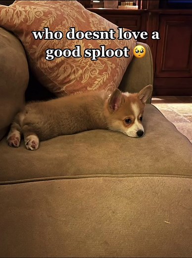 Adorable Corgi Splooting Moments That Will Melt Your Heart