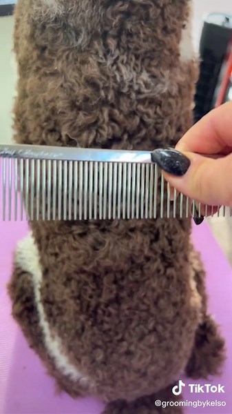 Dog Grooming: The Ultimate Guide to Poodle Grooming Tips