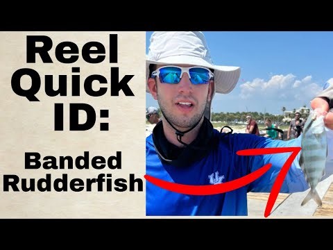 How to Identify Banded Rudderfish (Seriola zonata) | Saltwater Fish ID