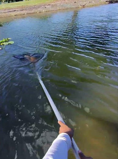 Big invasive iguana recovery #reptiles #iguana #alligatorsnappingturtle
