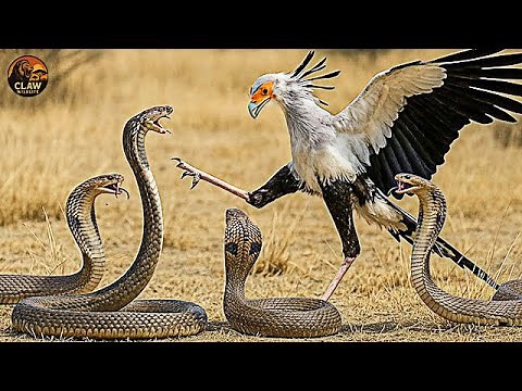 The Deadly War of Venomous Snakes – Ultimate Predators in the Wild | Nature Documentar