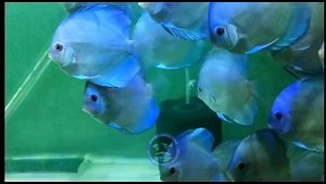The Beauty Of #bluediamond Discus 🩵💙🩵 For more ✅ Just Dial 6290-774415 Get Delivery Now at Your Own Place 📦🐟 | Ashok-Aqua