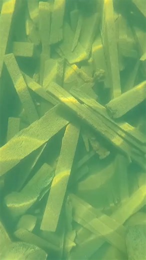 #logging #environment #forestry #canada #lumber #britishcolumbia #salvage | Aquatic monkey | Facebook