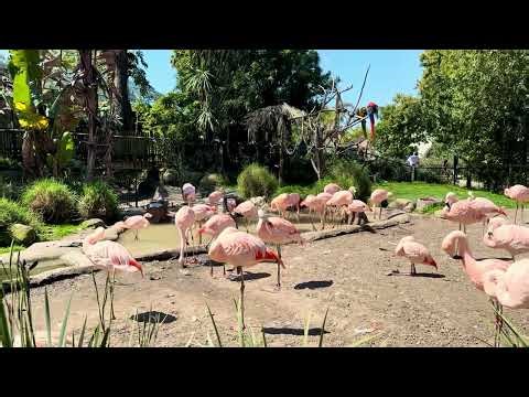 Chilean Flamingos at Santa Barbara Zoo