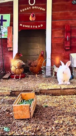 MOST Relaxing Chicken Live cam. #chicken #birdwatching #chicks #bunny #rabbit