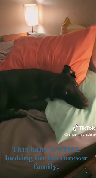 This beautiful boy, still needs a forever home…he deserves it. @ #adoptme #foster #dogtok