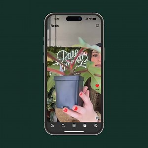 At Rare Plant Fairy, we bring you the world’s most exotic tropical plants. 🌿 Handpicked. Nurtured. Delivered thriving—guaranteed. And our customer service? It’s a partnership. We don’t just deliver plants, we deliver peace of mind. Transform your space with the best exotic plants. Shop now and feel the difference ⇒ https://www.rareplantfairy.com/ | Rare Plant Fairy