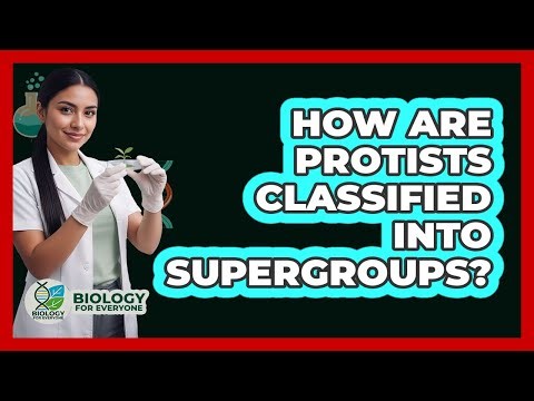How Are Protists Classified Into Supergroups? - Biology For Everyone