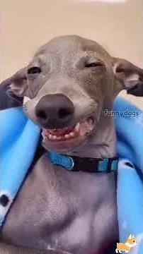 Funny DOG Moments 😂😂 1069 #funnydogs #dogs #funnyanimals #petsofinstagram