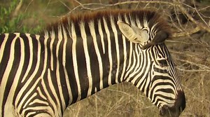Bird perfectly demonstrates symbiotic relationship with zebra
