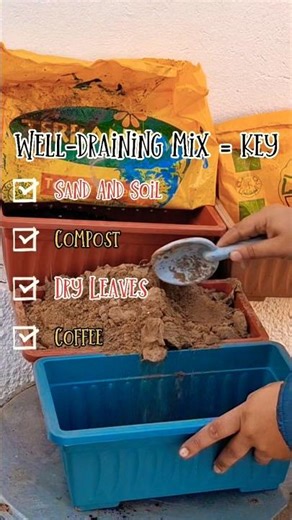 Stop Killing Your Aloe ⚠️ Do This Instead #aloe #soilmix