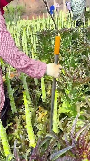 cutting process of extra part of tree using cutting tools