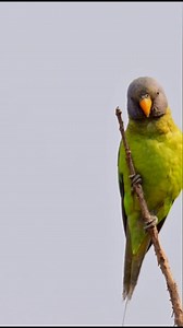 Happy Morning! The Plum-headed Parakeet in its natural element—feasting on flowers. #PlumHeadedParakeet #BirdsOfIndia #WildlifePhotography #FeatheredBeauty #NatureLovers #BirdWatching #ColorfulBirds #IndianBirds#rathikaramasamy | Rathika Ramasamy Photography