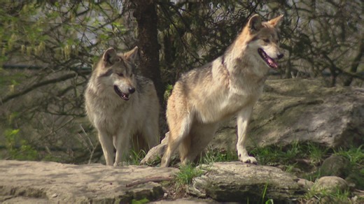 Brookfield Zoo's Mexican wolf inspires kids with limb differences