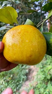 best ripe pomelo from tree # pomelo cutting #fruit #reel 🌴🌴🌴 | fruits and nature