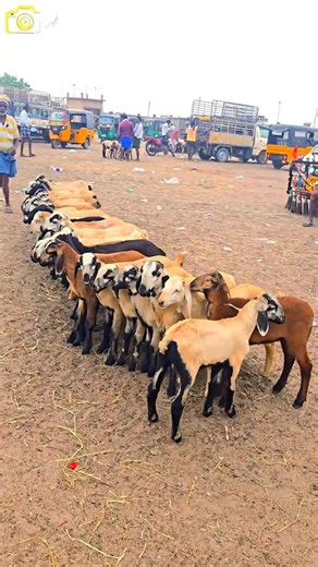 పొట్టేలు పిల్లలు 17500/- గూడూరు సంతలో || Gudur Pottelu Santa || 🐏🐏🐏