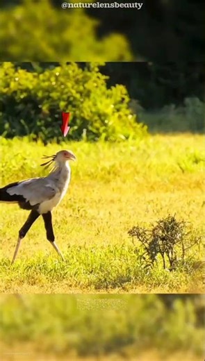 Deadly Secretary Bird vs Snake Fight! #shorts