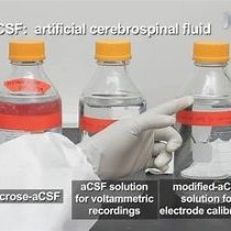 Video: Presynaptic Dopamine Dynamics in Striatal Brain Slices with Fast-scan Cyclic Voltammetry