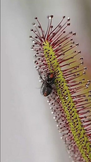 The Carnivorous Plant- Cape Sundew Trap Explained