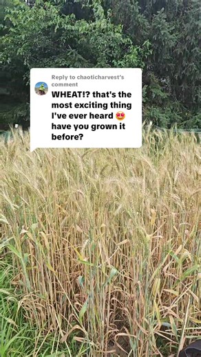 Growing Winter Wheat: A Simple Guide
